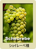 Scheurebe