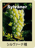 Sylvaner